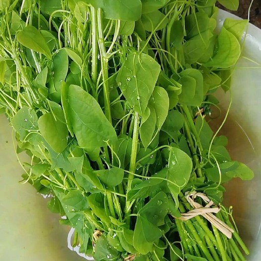凭祥市姑娘菜 赤苍藤菜 龙须菜 新鲜野菜 新鲜蔬菜 野菜