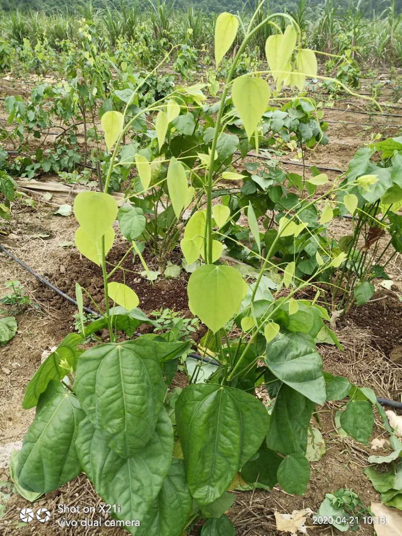 姑娘菜 赤苍藤菜 龙须菜 新鲜野菜 新鲜蔬菜 野菜