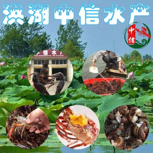 洪湖市 洪湖小龙虾稻田虾清水虾特青红大青中青小青全国发货优规格硬