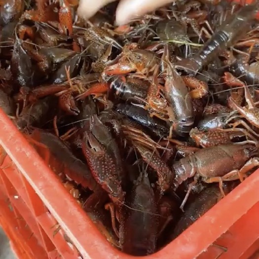 荆州清水小龙虾 养殖户直供一手货源
