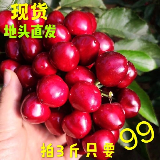 烟台 山东烟台大樱桃美早现货