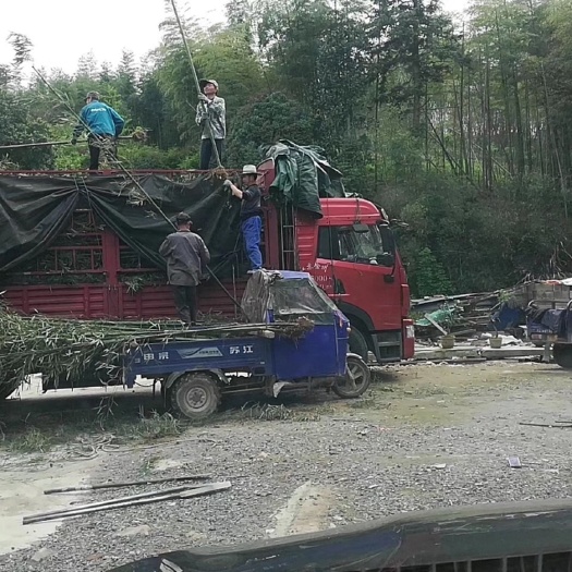 德清县淡竹 绿化用竹
