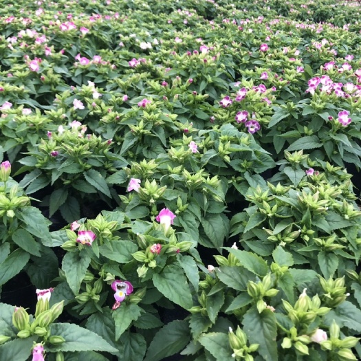 世纪 泥碳土时花袋苗批发基地