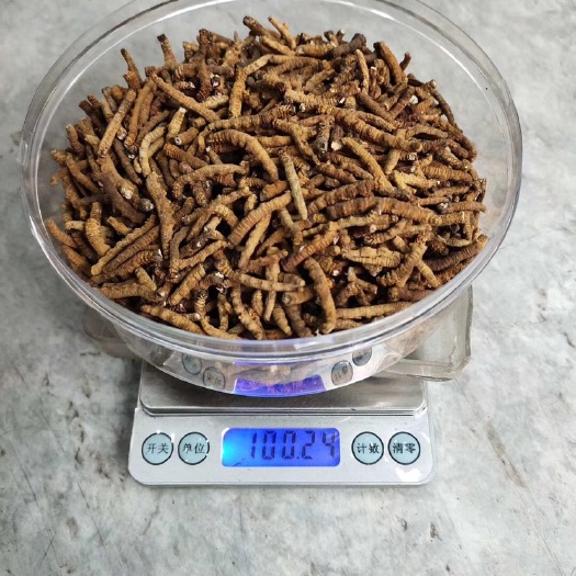 金川县 虫草肉条