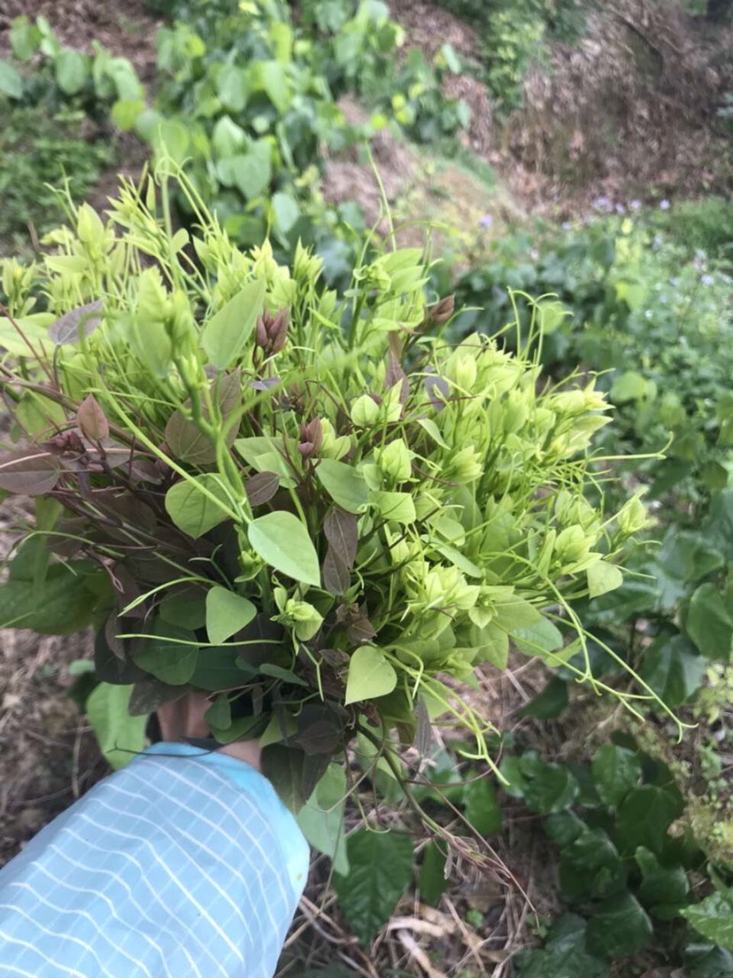 姑娘菜 赤苍藤菜 龙须菜 新鲜野菜 新鲜蔬菜 野菜