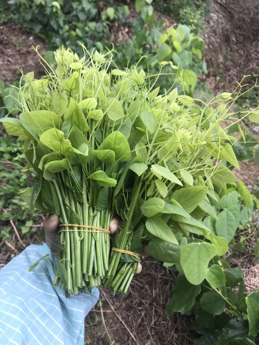 姑娘菜 赤苍藤菜 龙须菜 新鲜野菜 新鲜蔬菜 野菜