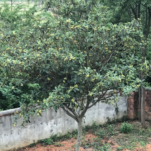 望江县贵妃枇杷苗 树四季常青可当作风景。枇杷产量高，一棵树在200斤以上，非常