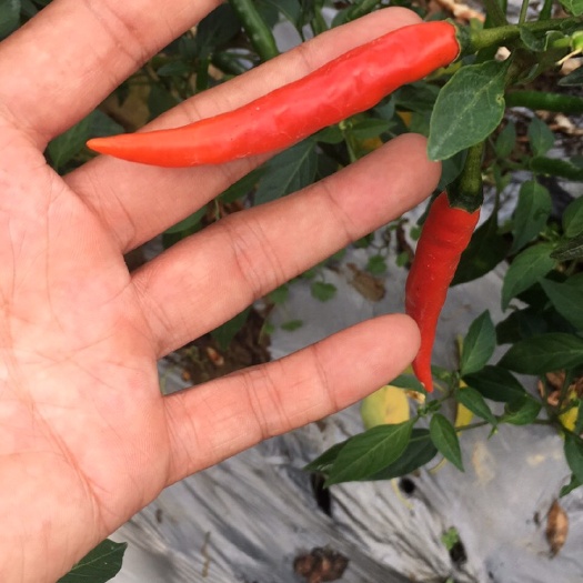 台山市指天椒 特辣