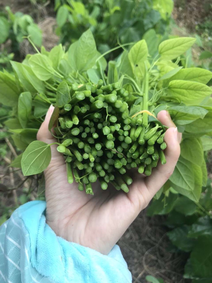 姑娘菜 赤苍藤菜 龙须菜 新鲜野菜 新鲜蔬菜 野菜