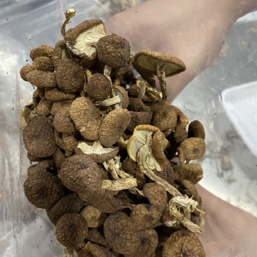 厦门 自己种的茶树菇，今年刚刚采摘的