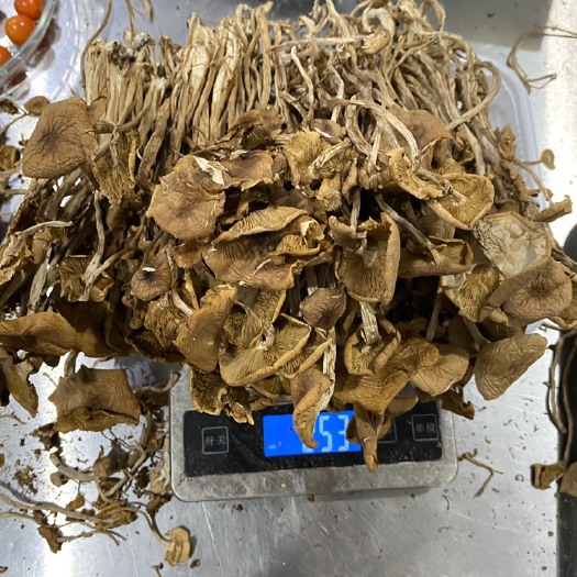 厦门 新鲜茶树菇今年刚采摘的