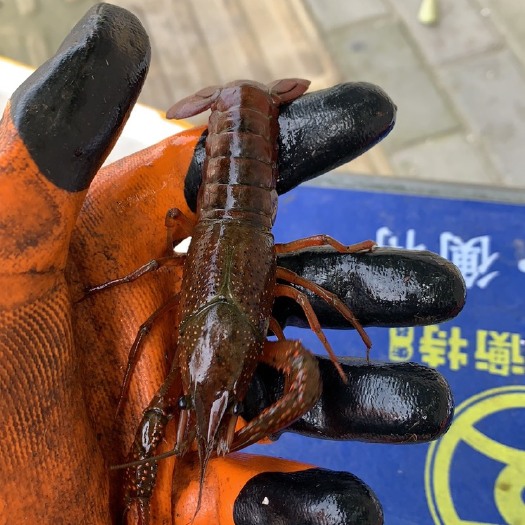 洪湖市 洪湖兴业水产小龙虾批发（原产地）