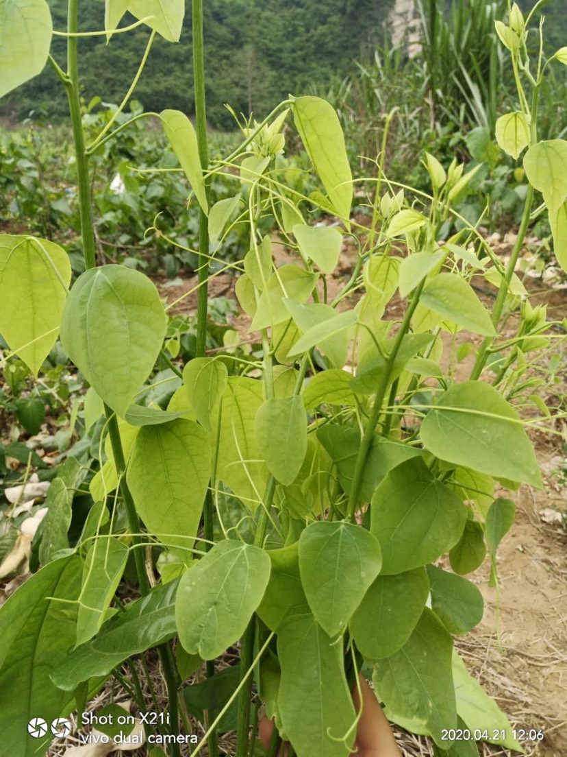 姑娘菜 赤苍藤菜 龙须菜 新鲜野菜 新鲜蔬菜 野菜