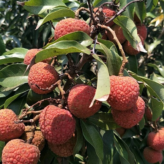 徐闻县 白糖罂荔枝