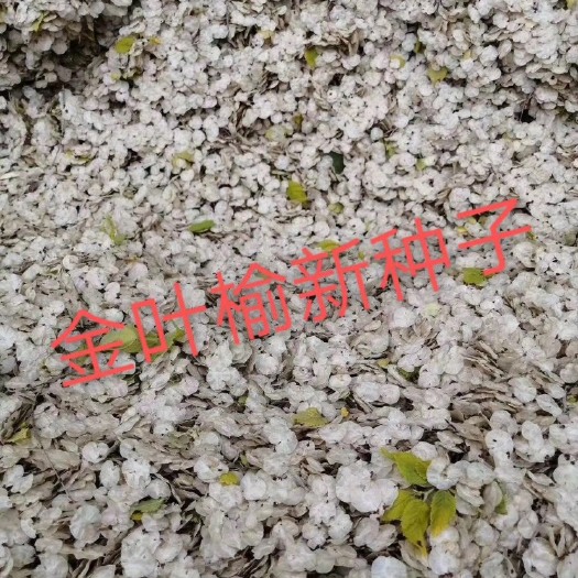泊头市金叶榆种子芽率高基地产新