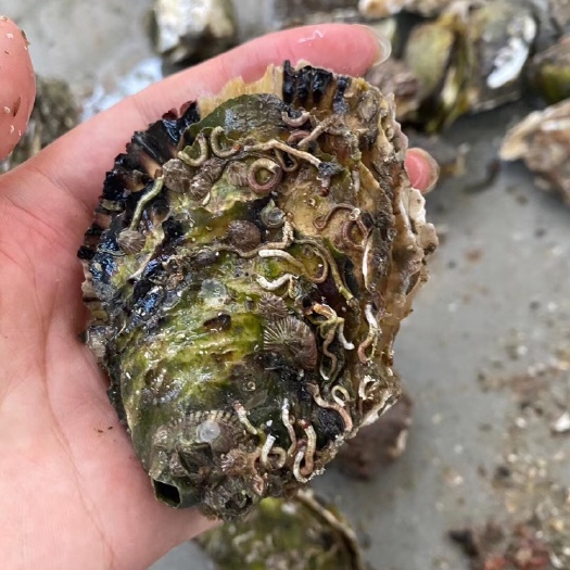 饶平县珠海生蚝 生蚝