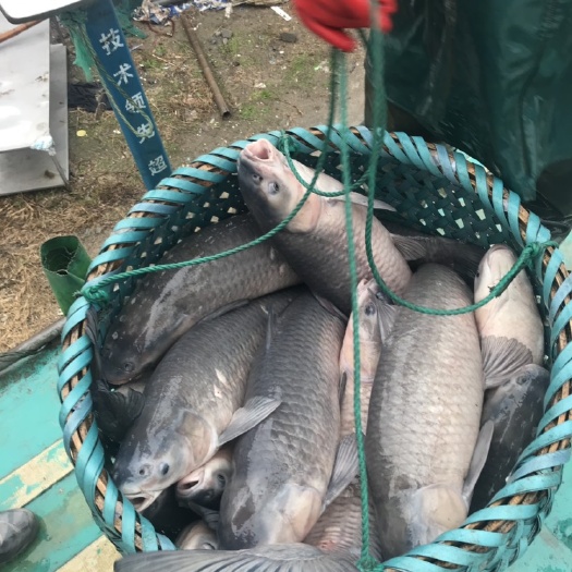 乌青鱼  优质大青鱼，起网直接上车，皮毛光滑，存活有保障