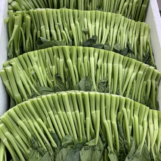 中牟县广东菜心 天邦菜心质量保证