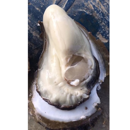 湛江海蛰 人工养殖