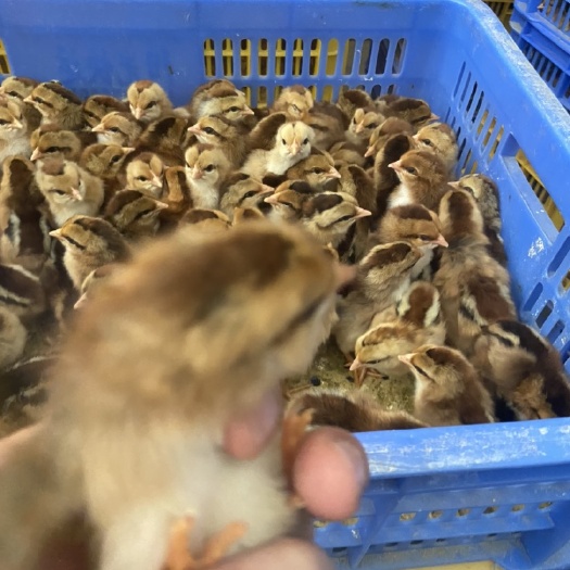 广州麻鸡苗  清远麻二号苗，大型孵化基地直供，保证质量，货源充足