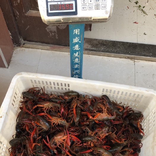 汉川市中国龙虾  孙氏龙虾螃蟹