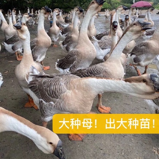 阳江马岗鹅苗  阳江直销正宗黄鬃鹅《包疫苗包运输自留乸五星品质》