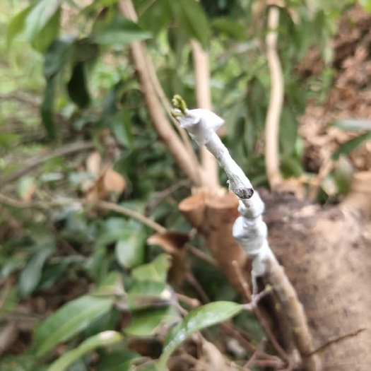 玉林仙进奉荔枝苗  换接各种荔枝品种