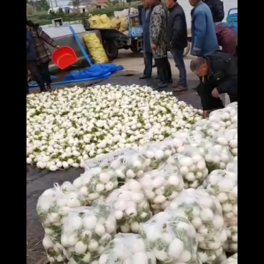嵩明縣水果蘿卜 0.2斤以下