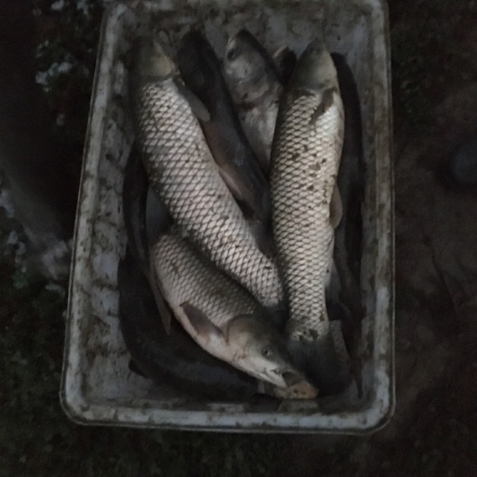 罗山县 信阳草鱼