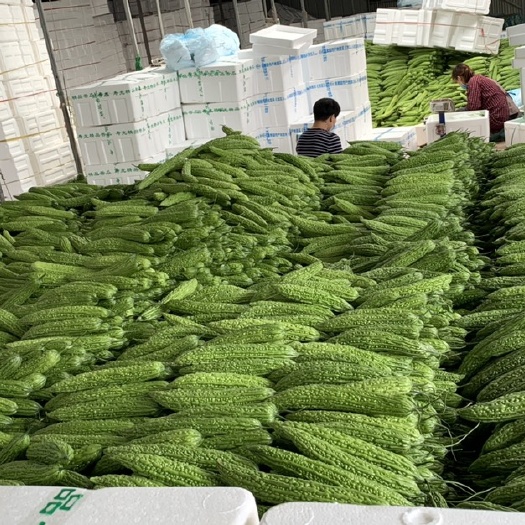 寿光市绿苦瓜 30~40cm