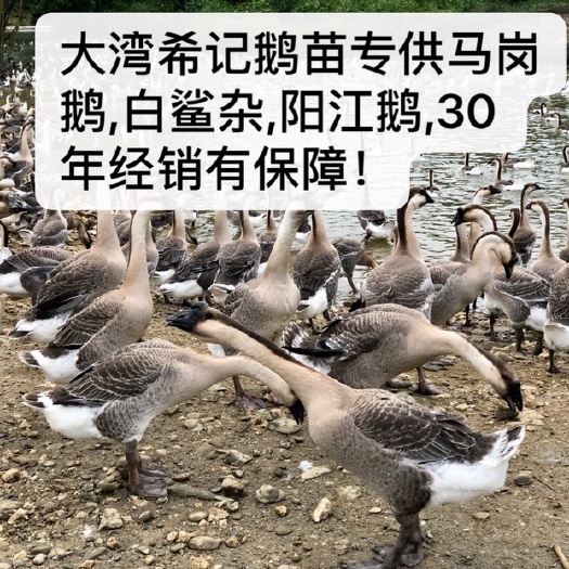 阳江杂马岗杂鹅苗  场地供销本地场30年大湾区希记鹅苗专业提