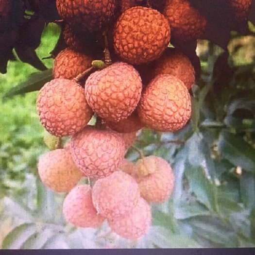 钦州黑叶荔枝 三月红  黑叶荔  无核荔  妃子笑  桂味、品种齐全