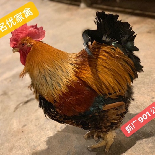 广州 新广901麻黄鸡苗