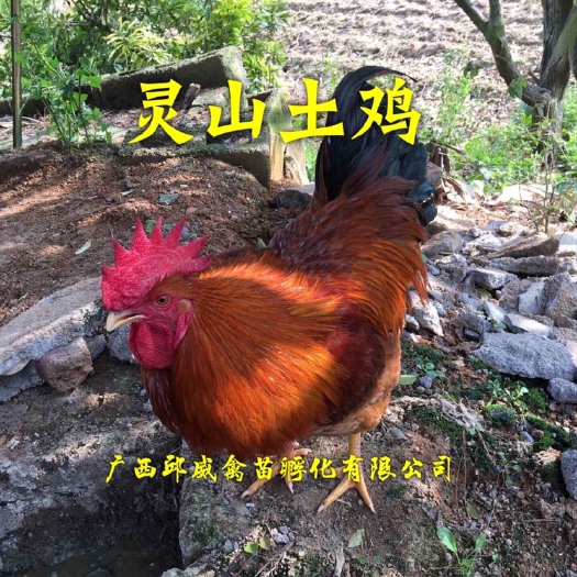 南宁灵山土鸡 广西名鸡（桂香土）