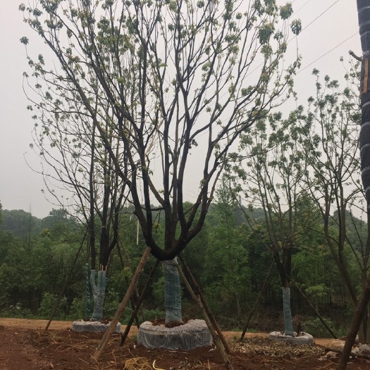 益阳 全冠香樟