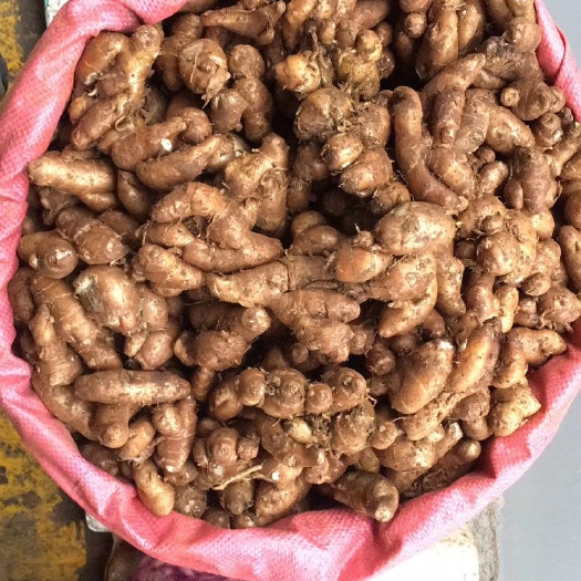 玉林长期供应海南沙姜，广西沙姜，广东沙姜