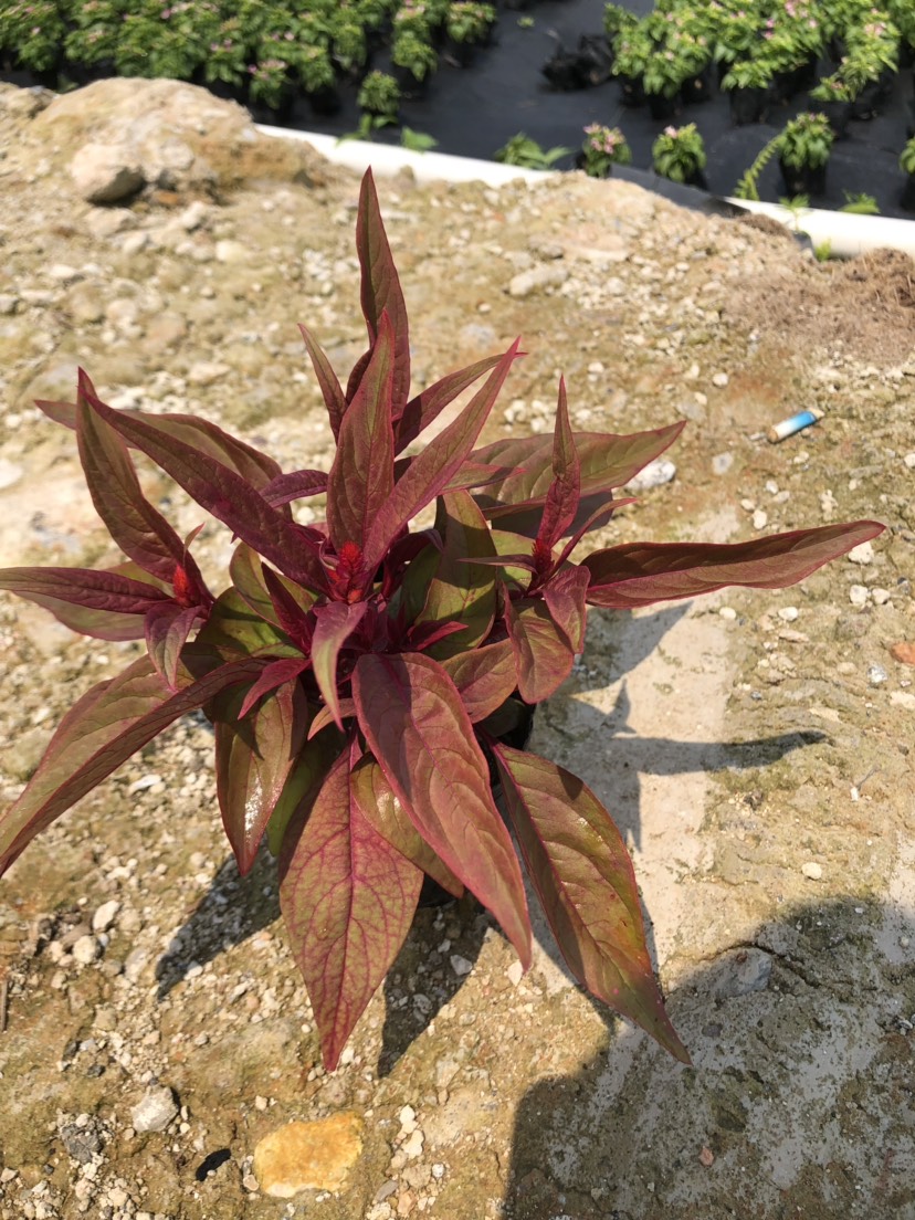 长春花 大量泥碳土时花现货