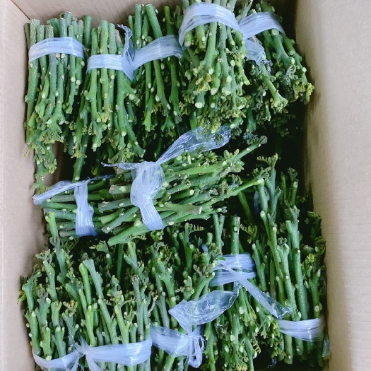 廉江市贵妃黄皮果苗  风梢贵妃黄皮果嫁接枝条，贵妃原产地