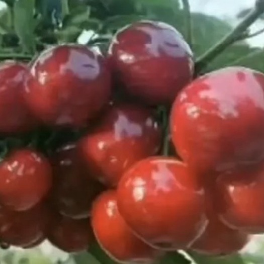 蒙阴县沂蒙山樱桃 现摘现发 产地直销 176-63976798