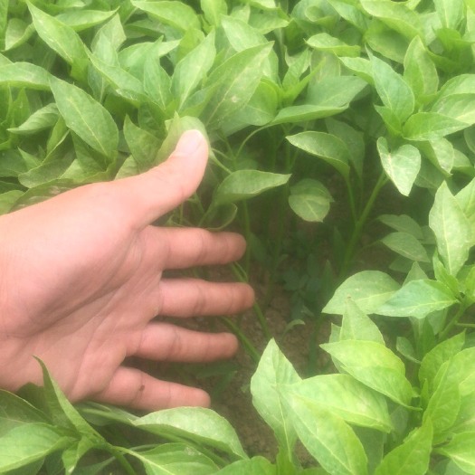 梁山县辣椒苗牛角椒苗羊角椒苗线椒菜椒苗朝天椒苗支持货源地看货
