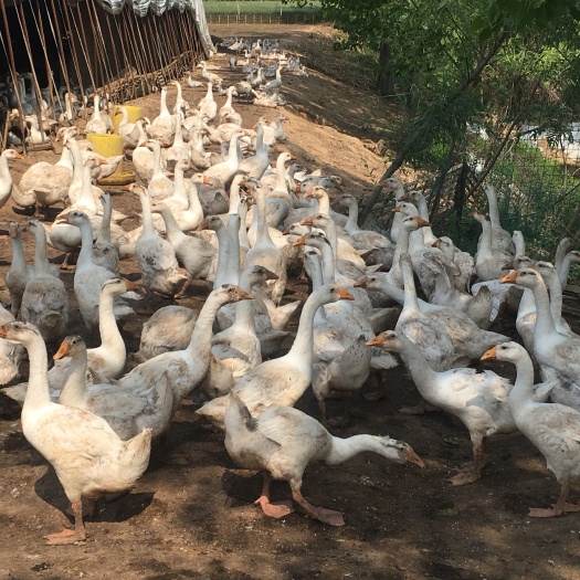 周口肉鹅 统货 6-8斤 半圈养半散养