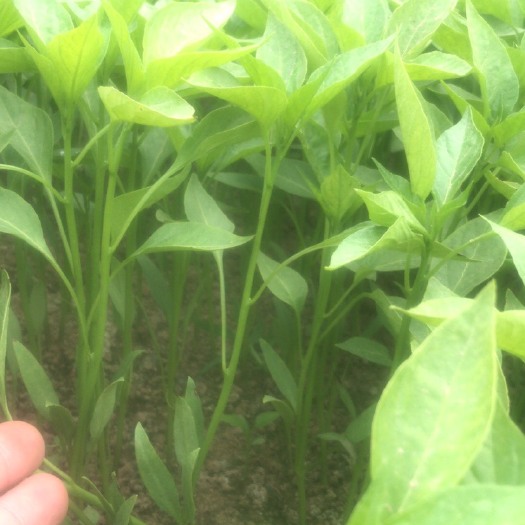 梁山县辣椒苗线椒苗金辣八号朝天椒牛角椒苗甜椒苗山东梁山量大价优