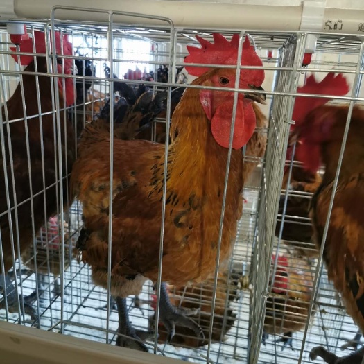 广州 青脚麻公鸡苗