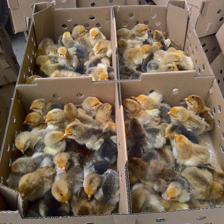  广西灵山土鸡苗，本地直销土鸡母苗