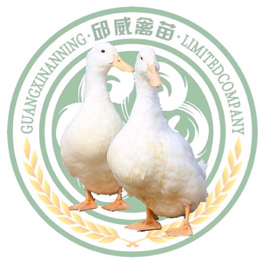 广州白鸭苗 樱桃谷