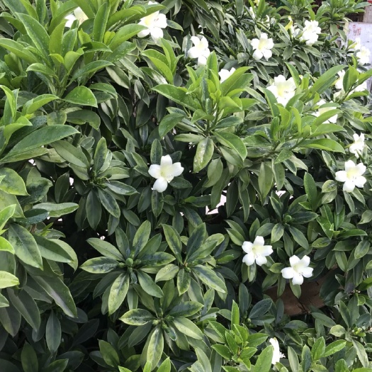 遂溪县辫子发财树 独杆，有芽眼，直径8cm左右