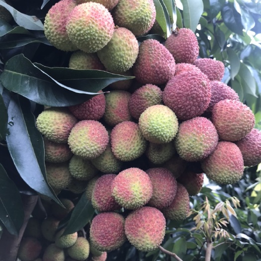 浦北县妃子笑荔枝  正宗广西浦北荔枝之乡：妃子笑
