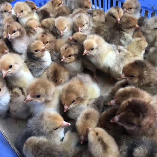 南宁K9鸡苗  优质大种K9肉鸡苗，