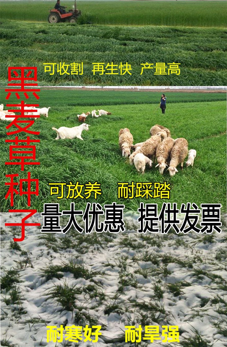 高产牧草 黑麦草种子 耐寒 耐旱 四季种植 芽率98%包邮