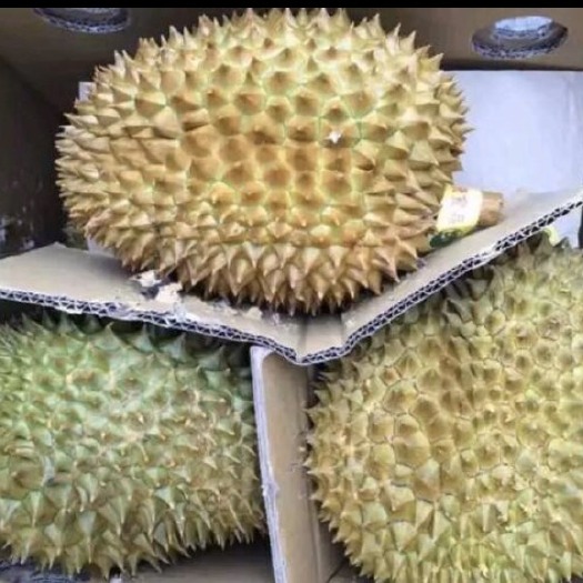 达州 泰国金枕榴莲 泰国庄园直发品质保证